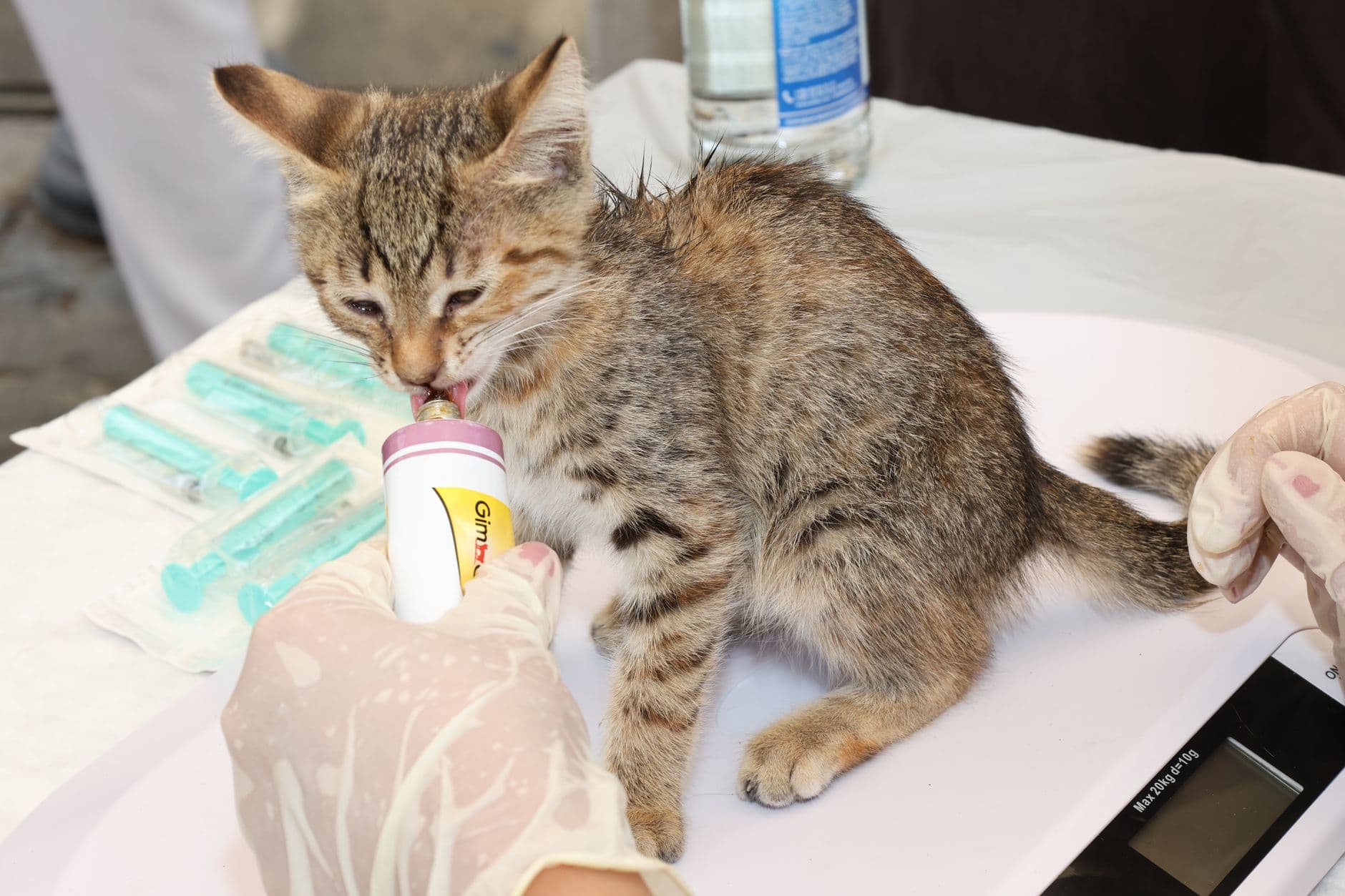 Northgate Veterinary Referral Centre photo 2